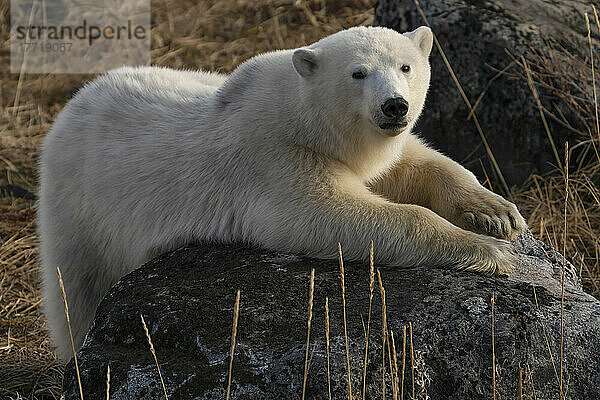 Eisbär (Ursus maritimus)  der in freier Wildbahn auf einem Felsen liegt  Nordkanada  in der Nähe von Churchill  Manitoba; Churchill  Manitoba  Kanada