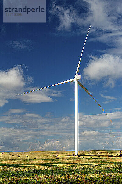Große Metallwindturbine auf einem Feld mit weidenden Rindern und blauem Himmel und Wolken; Alberta  Kanada