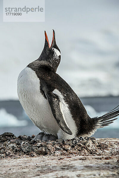 Eselspinguin (Pygoscelis papua) nistet in Port Lockroy; Antarktis