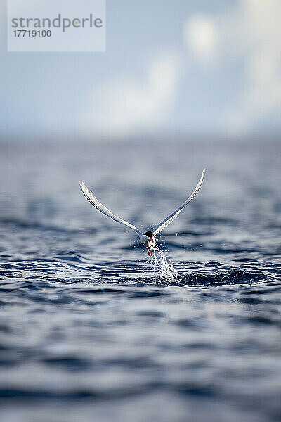 Antarktische Seeschwalbe (Sterna vittata) fliegt aus dem Wasser und spritzt; Antarktis