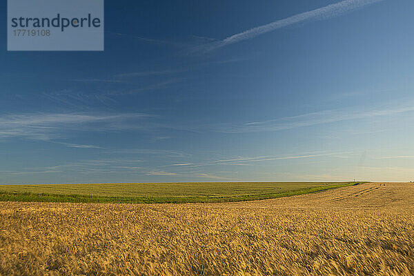 Felder in der Morgendämmerung in den sanften Hügeln von Cambridgeshire bei Duxford; Cambridgeshire  England  Vereinigtes Königreich