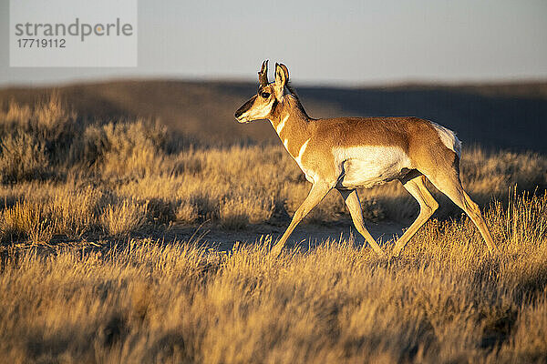 Weibliche Pronghorn-Antilope (Antilocapra americana) im schönen Abendlicht entlang der Pilot Butte Wild Horse Scenic Tour; Wyoming  Vereinigte Staaten von Amerika