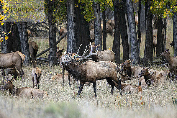 Prachtvoller Elchbulle (Cervus canadensis) umgeben von Kühen während der Herbstbrunst im Slippery Ann Elk Viewing Area im Charles M. Russell National Wildlife Refuge  Montana; Montana  Vereinigte Staaten von Amerika