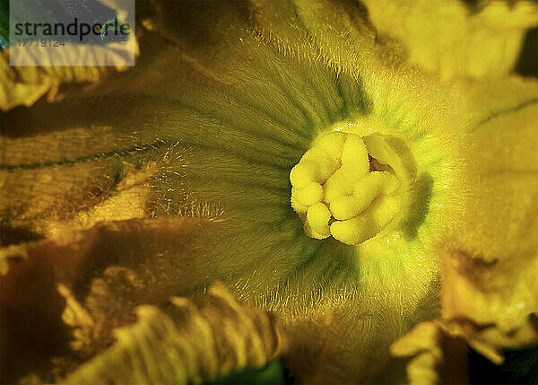 Extreme Nahaufnahme des Inneren einer Zucchiniblüte; Calgary  Alberta  Kanada