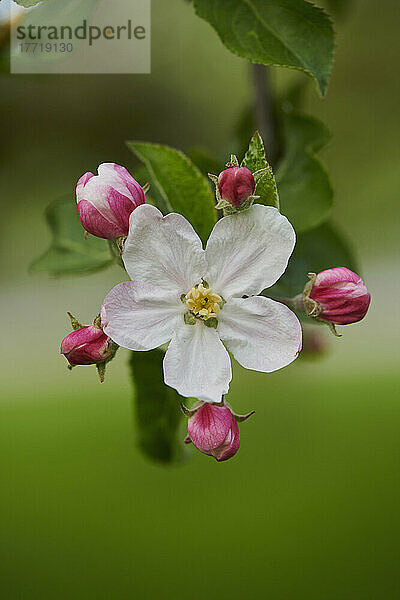 Nahaufnahme einer zarten  von Knospen umgebenen Blüte an einem Hausapfelbaum (Malus domestica) im Frühling; Bayerischer Wald  Bayern  Deutschland