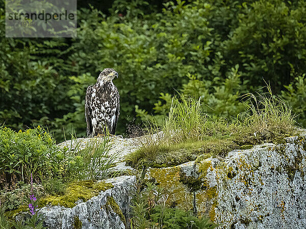 Porträt eines jungen Weißkopfseeadlers (Haliaeetus leucocephalus)  der auf einem Felsen in der Kinak Bay sitzt; Katmai National Park and Preserve  Alaska  Vereinigte Staaten von Amerika