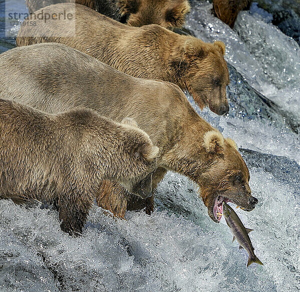 Nahaufnahme von Braunbären mit Jungen (Ursus arctos horribilis)  die im Fluss auf einem Felsvorsprung bei Brook Falls stehen und mit ihren Mäulern Lachse in der Bristol Bay fangen; Katmai National Park and Preserve  Alaska  Vereinigte Staaten von Amerika