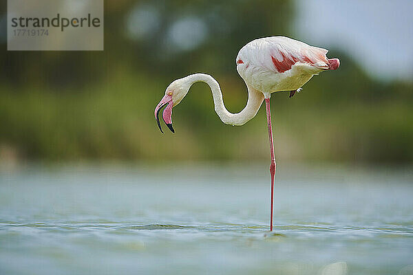 Großer Flamingo (Phoenicopterus roseus) auf einem Bein im Wasser stehend  Parc Naturel Regional de Camargue; Camargue  Frankreich