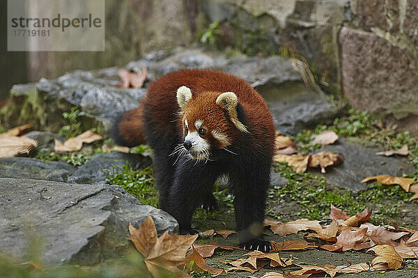 Porträt eines Kleinen Pandas (Ailurus fulgens) (chinesische Variante) im Zoo von Shanghai; Shanghai  China