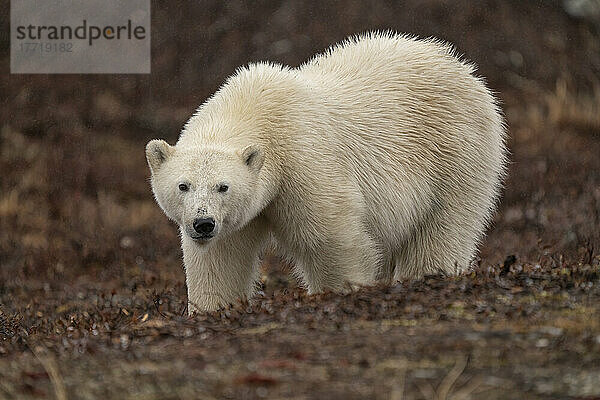 Eisbär (Ursus maritimus) in freier Wildbahn  Nordkanada  in der Nähe von Churchill  Manitoba; Churchill  Manitoba  Kanada