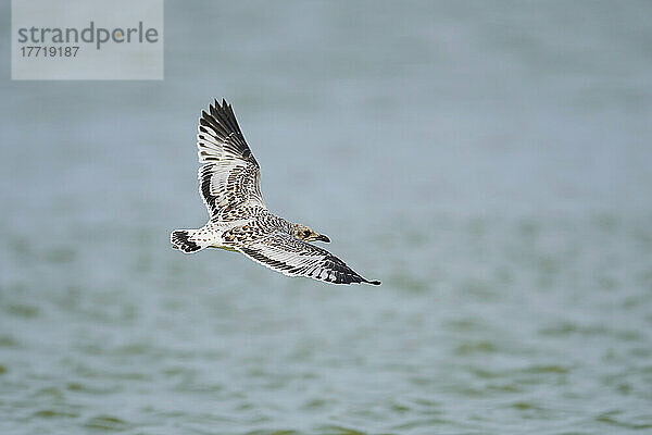 Juvenile Gelbschenkelmöwe (Larus michahellis) im Flug über Wasser  Parc Naturel Regional de Camargue; Camargue  Frankreich