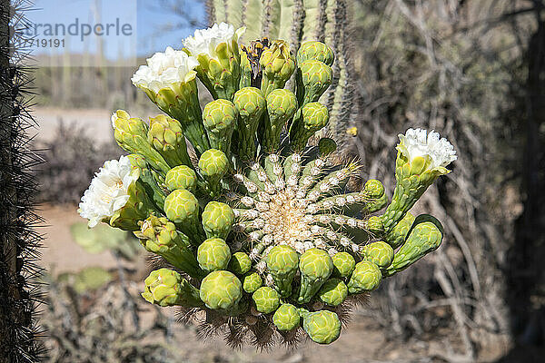 Blühender Saguaro-Kaktus (Carnegiea gigantea) im Saguaro-Nationalpark bei Tucson  Arizona; Tucson  Arizona  Vereinigte Staaten von Amerika