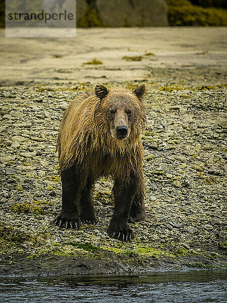 Porträt eines Küstenbraunbären (Ursus arctos horribilis)  der am Ufer steht und in der Kinak-Bucht nach Lachsen fischt; Katmai National Park and Preserve  Alaska  Vereinigte Staaten von Amerika