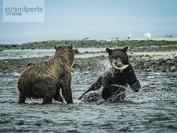 Küstenbraunbär (Ursus arctos horribilis)  der im Wasser steht und einen anderen Küstenbraunbären beobachtet  der einen Lachs in seinem Maul fängt  beim Lachsfang entlang der felsigen Küste im Geographic Harbor; Katmai National Park and Preserve  Alaska  Vereinigte Staaten von Amerika