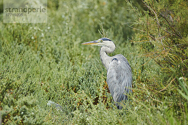 Graureiher (Ardea cinerea) stehend im Laub  Parc Naturel Regional de Camargue; Camargue  Frankreich