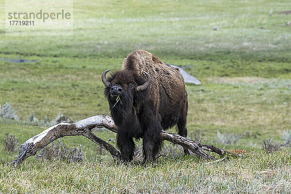 Weiblicher Bison (Bison bison) reibt sich den Bauch an einem umgefallenen Baumstamm im Yellowstone National Park; Wyoming  Vereinigte Staaten von Amerika