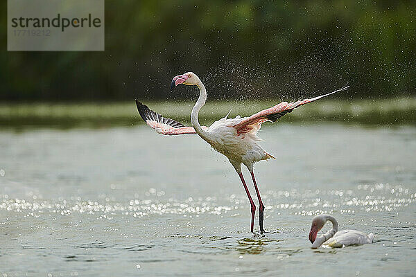 Großer Flamingo (Phoenicopterus roseus) im Flug aus dem Wasser  Parc Naturel Regional de Camargue; Frankreich