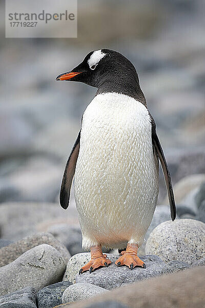 Eselspinguin (Pygoscelis papua) steht kopfüber zwischen Felsen; Antarktis