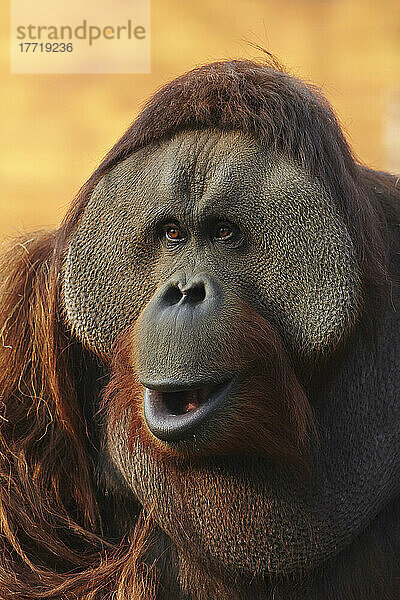 Porträt eines männlichen Borneo-Orang-Utans (Pongo pygmaeus) im Zoo von Nanjing; Nanjing  Provinz Jiangsu  China