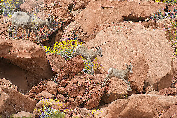 Wüstenbock (Ovis canadensis nelsoni)  Mutterschaf und Lämmer in roten Felsen mit gelb blühendem Brittlebush (Encelia farinosa) im Valley of Fire State Park  Nevada; Nevada  Vereinigte Staaten von Amerika