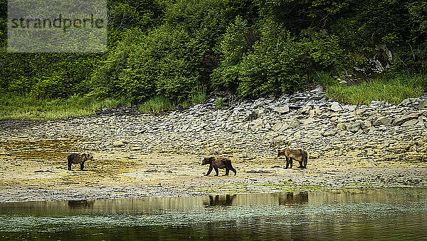 Küstenbraunbären (Ursus arctos horribilis)  die am felsigen Ufer entlanglaufen und bei Ebbe im Geographic Harbor nach Muscheln graben; Katmai National Park and Preserve  Alaska  Vereinigte Staaten von Amerika