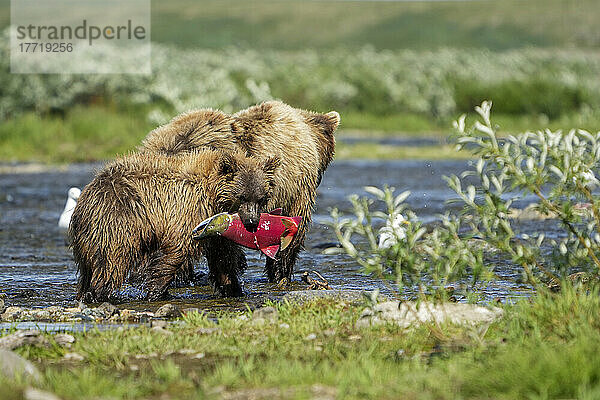 Braunbär mit Jungtier (Ursus arctos horribilis)  stehend am Ufer eines Flusses  wobei das Jungtier einen Rotlachs im Maul hält; Katmai National Park and Preserve  Alaska  Vereinigte Staaten von Amerika