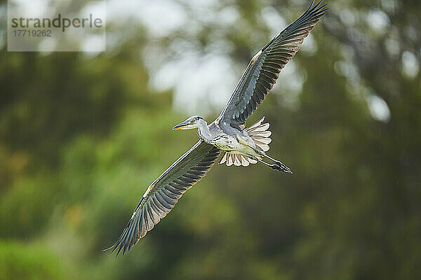 Graureiher (Ardea cinerea) im Flug  Parc Naturel Regional de Camargue; Camargue  Frankreich