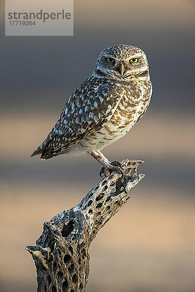 Kaninchenkauz (Athene cunicularia) auf einem toten Kaktusskelett; Casa Grande  Arizona  Vereinigte Staaten von Amerika