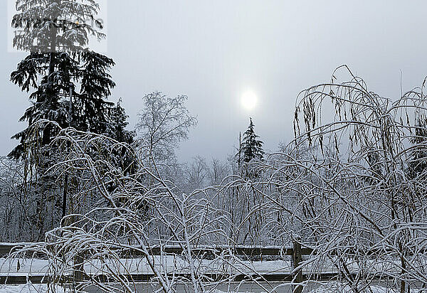 Verschneite Winterlandschaft an einem kalten Tag  Green Timbers Urban Forest Park; Surrey  British Columbia  Kanada