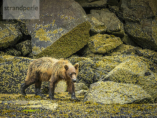 Junger Küstenbraunbär (Ursus arctos horribilis)  der bei Ebbe am Ufer entlang läuft und im Geographic Harbor grast; Katmai National Park and Preserve  Alaska  Vereinigte Staaten von Amerika