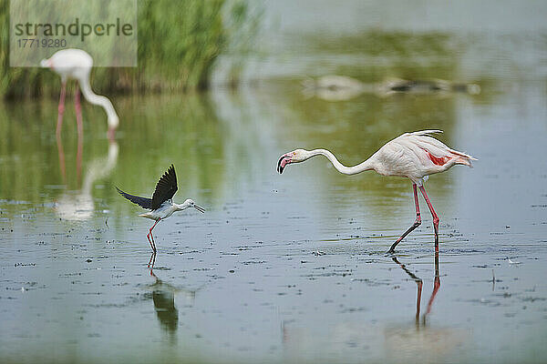 Großer Flamingo (Phoenicopterus roseus) im Streit mit einem Schwarzflügel-Stelzenläufer (Himantopus himantopus)  Parc Naturel Regional de Camargue; Camargue  Frankreich