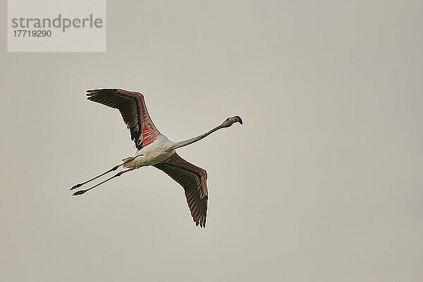 Großer Flamingo (Phoenicopterus roseus) im Flug bei Sonnenuntergang  Parc Naturel Regional de Camargue; Camargue  Frankreich