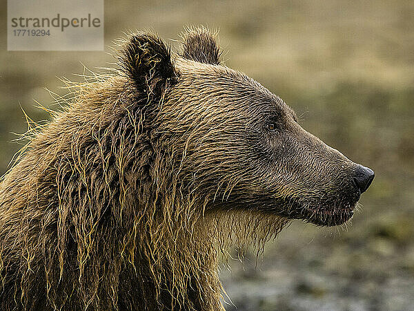 Nahaufnahme eines Küstenbraunbären (Ursus arctos horribilis) in der Kinak Bay; Katmai National Park and Preserve  Alaska  Vereinigte Staaten von Amerika