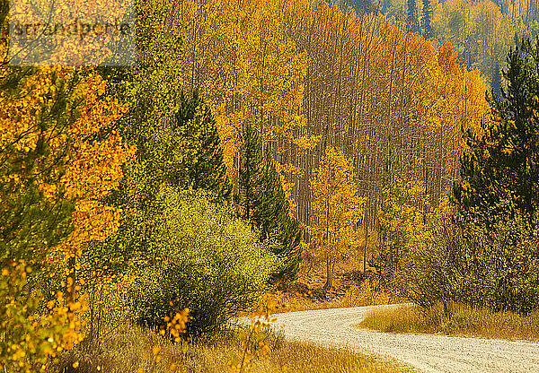 Gelbe Espenbäume auf dem Höhepunkt der Herbstfärbung; Steamboat Springs  Colorado  Vereinigte Staaten von Amerika