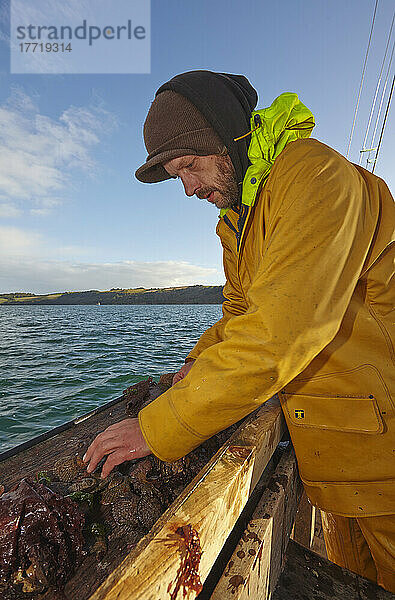 Fischer beim Sichten des ausgebaggerten Fangs an Bord von Alf Smythers   einem segelnden Austernbagger  in Carrick Roads  der Mündung des Flusses Fal  in der Nähe von Falmouth  Cornwall  Großbritannien; Cornwall  England