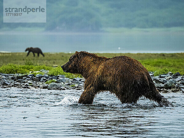 Küstenbraunbär (Ursus arctos horribilis) beim Lachsfang im Geographic Harbor mit einem anderen Grizzly im Hintergrund; Katmai National Park and Preserve  Alaska  Vereinigte Staaten von Amerika