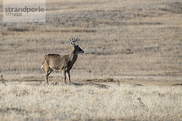 Weißwedelhirschbock (Odocoileus virginianus) im Rocky Mountain Arsenal Wildlife Refuge bei Denver  Colorado  USA; Colorado  Vereinigte Staaten von Amerika