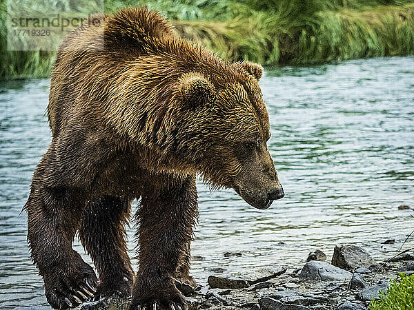 Nahaufnahme eines Küstenbraunbären (Ursus arctos horribilis)  der am felsigen Ufer entlangläuft und im Geographic Harbor nach Lachsen fischt; Katmai National Park and Preserve  Alaska  Vereinigte Staaten von Amerika