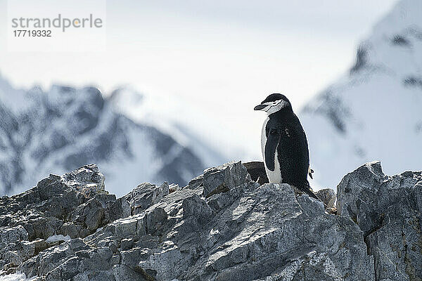 Zügelpinguin (Pygoscelis antarcticus) steht auf Felsen und schaut nach unten; Antarktis