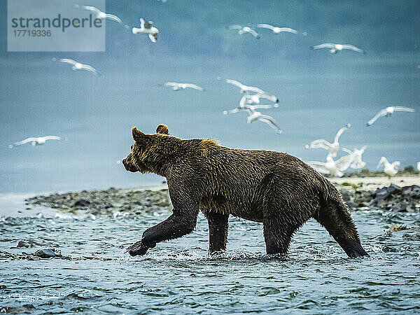 Küstenbraunbär (Ursus arctos horribilis)  der im Wasser spazieren geht und im Geographic Harbor nach Lachsen fischt  während im Hintergrund ein Schwarm Möwen fliegt; Katmai National Park and Preserve  Alaska  Vereinigte Staaten von Amerika