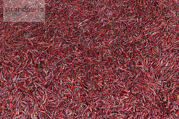 Rote Chilischoten (Capsicum) zum Verkauf auf dem Markt von Chengdu; Sichuan  China