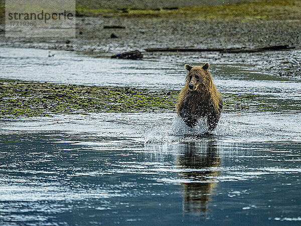 Küsten-Braunbär (Ursus arctos horribilis)  der im Wasser läuft und in der Kinak-Bucht Lachse fängt; Katmai National Park and Preserve  Alaska  Vereinigte Staaten von Amerika