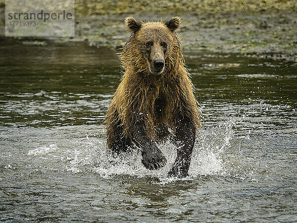 Küsten-Braunbär (Ursus arctos horribilis)  der im Wasser läuft und in der Kinak-Bucht Lachse fängt; Katmai National Park and Preserve  Alaska  Vereinigte Staaten von Amerika