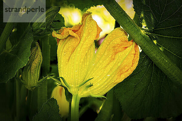 Nahaufnahme einer Zucchiniblüte mit Wassertropfen; Calgary  Alberta  Kanada