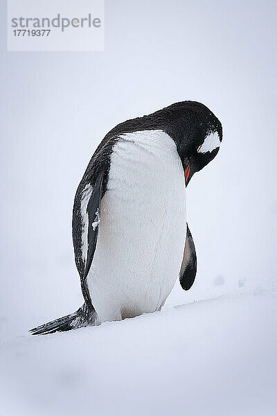 Eselspinguin (Pygoscelis papua) steht mit stolzgeschwellter Brust im Schnee; Antarktis