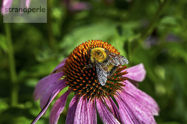 Extreme Nahaufnahme einer Biene auf einer Echinacea-Blüte; Calgary  Alberta  Kanada