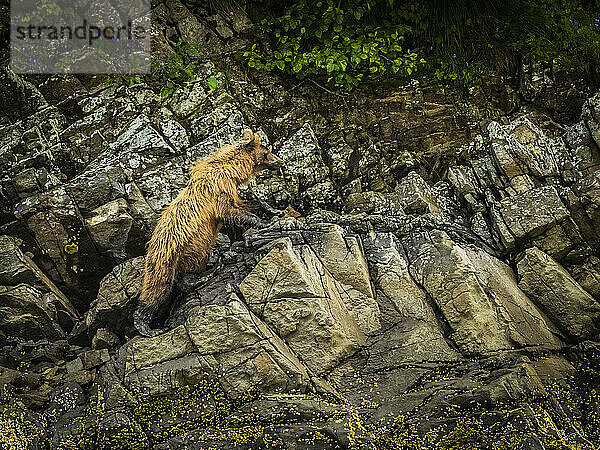 Junger Küstenbraunbär (Ursus arctos horribilis) klettert bei Ebbe über Felsen am Strand im Geographic Harbor; Katmai National Park and Preserve  Alaska  Vereinigte Staaten von Amerika