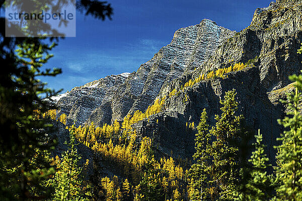 Leuchtend gelbe Lärchen im Herbst entlang einer von immergrünen Bäumen eingerahmten Bergklippe  mit schneebedecktem Berggipfel und blauem Himmel im Hintergrund  Banff National Park; Lake Louise  Alberta  Kanada