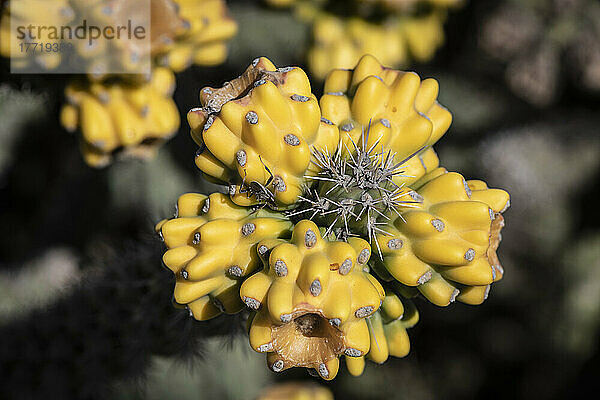 Eine verbrauchte Cholla-Kaktusblüte; Lordsburg  New Mexico  Vereinigte Staaten von Amerika