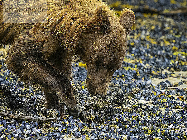 Nahaufnahme eines Küstenbraunbären (Ursus arctos horribilis)  der bei Ebbe im Geographic Harbor nach Muscheln gräbt; Katmai National Park and Preserve  Alaska  Vereinigte Staaten von Amerika